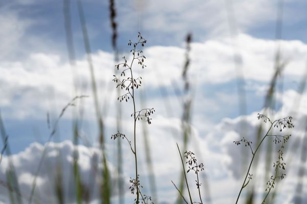 tall thin grasses against a blue sky