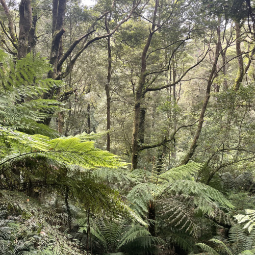 Ferns and underbrush view into a forest
