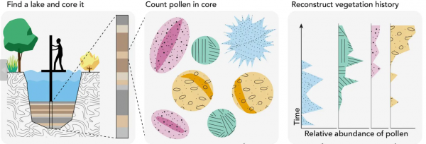 A infographic of sediment coring, pollen analysis and results of data