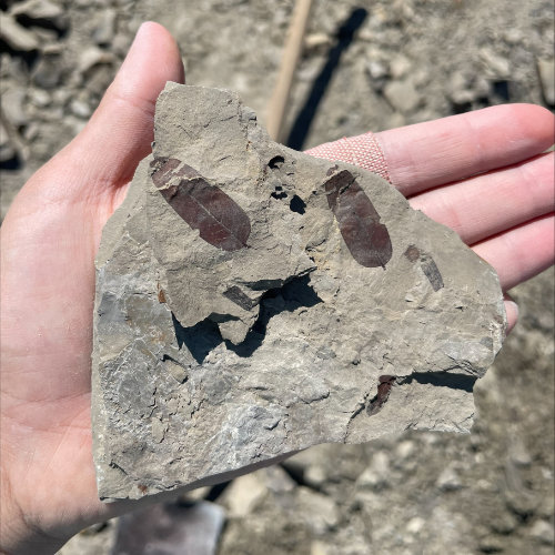 Holding a rock flat in hand.