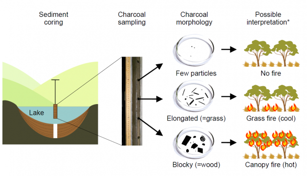 An infographic explaining charcoal analysis