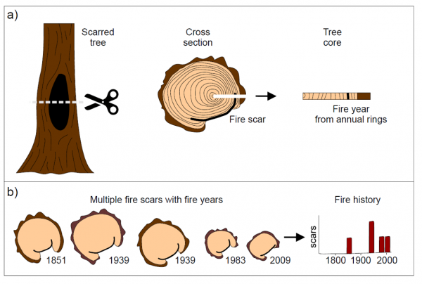 An infographic explaining how tree rings are counted
