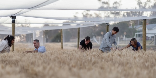 Researchers standing in a field of wheat, examining plants