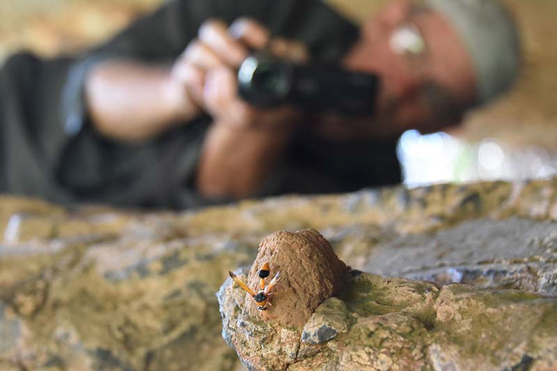 Photographic recording of a mud wasp nest