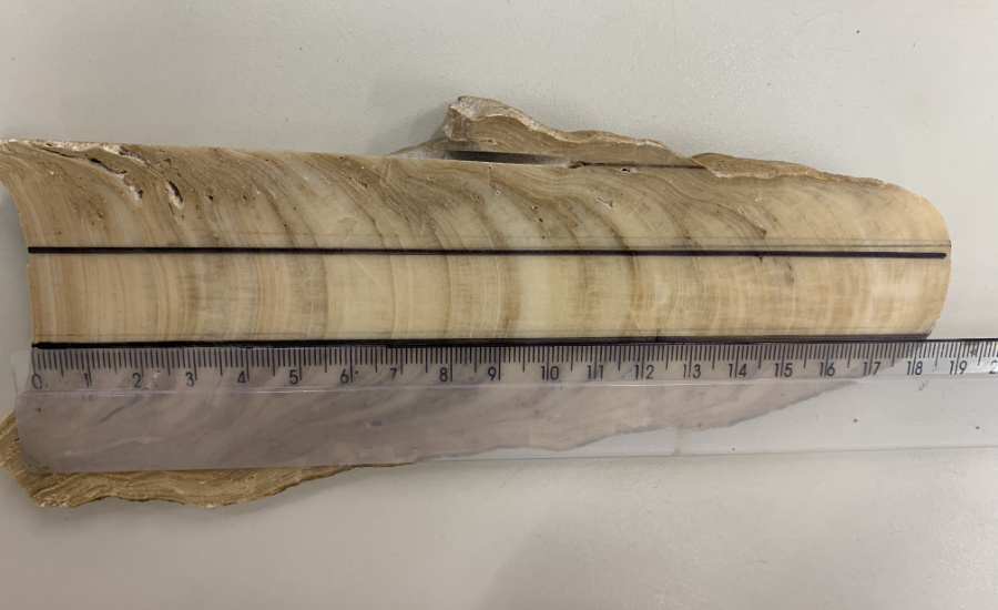 A slice of rock showing lines with a measuring ruler laid over it