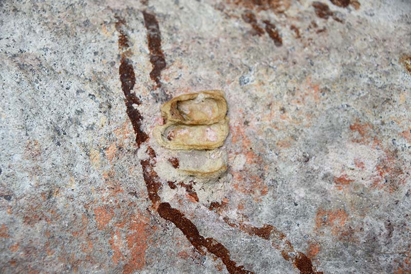 Fossilised mud wasp nest over rock art pigment