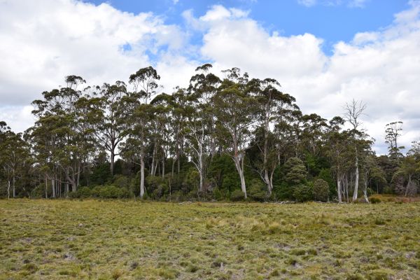 A Eucalyptus forest with grassland in the foreground